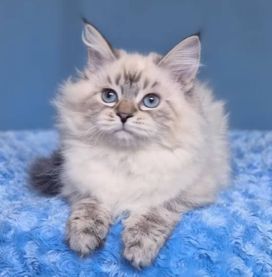 siberian kitten for adoption seal tabby point female