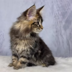Titan Maine Coon male - Image 4