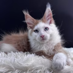 Phoenix Maine Coon male - Image 3