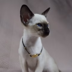 Selene Siamese female - Image 7