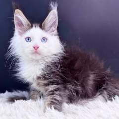 Magnus Maine Coon male - Image 4