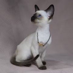 Selene Siamese female - Image 8