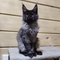 maine coon black smoke kitten for adoption draco male