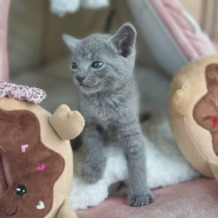 russian blue female kitten for adoption