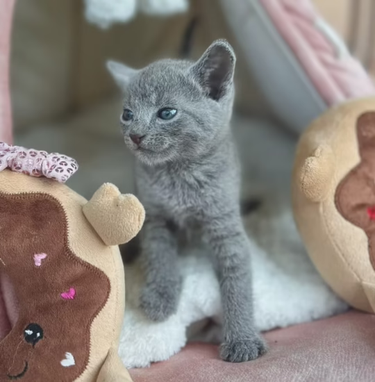 russian blue female kitten for adoption