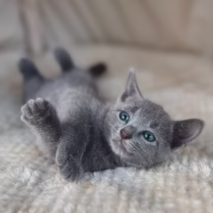 Irina Russian Blue female - Image 3