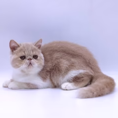Daisy Exotic Shorthair female - Image 5