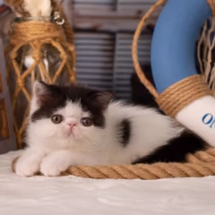Ivy Exotic Shorthair Female - Image 5