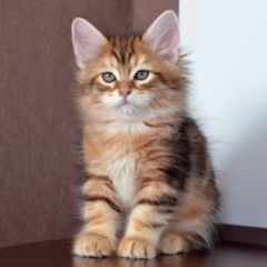 Nikolai Siberian male - Image 2