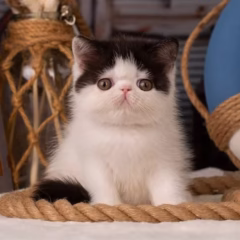 Ivy Exotic Shorthair Female - Image 3