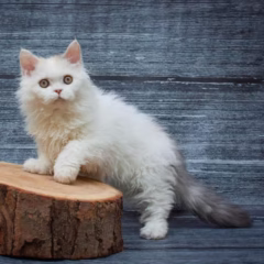 Selina Selkirk Rex female - Image 3