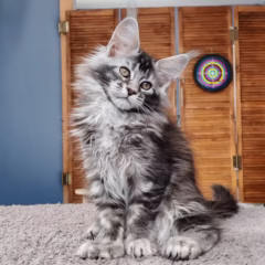maine coon for sale magnus male