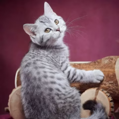 scottish straight black silver spotted tabby kitten for adoption male