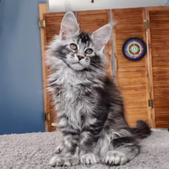 Selene Maine Coon female - Image 4