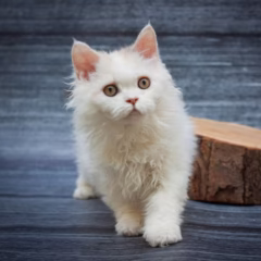 Selina Selkirk Rex female - Image 4