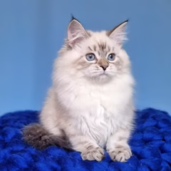 Anika Siberian female - Image 2