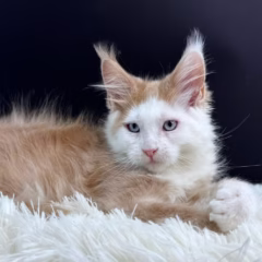 Phoenix Maine Coon male - Image 4