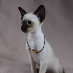 siamese seal point kitten for adoption female