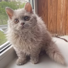 Violet Selkirk Rex female - Image 3
