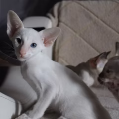 Leo Siamese male - Image 2