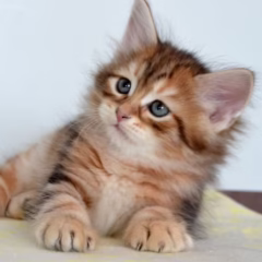 Nikolai Siberian male - Image 4