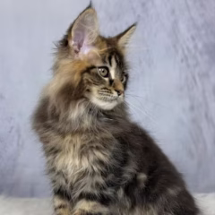 maine coon black marble kitten for adoption titan male