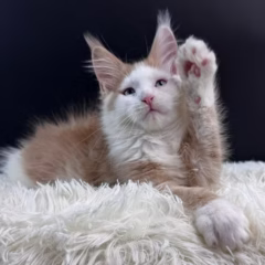 Phoenix Maine Coon male - Image 5