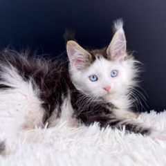 Magnus Maine Coon male - Image 3