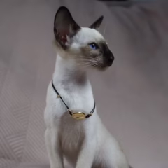 Selene Siamese female - Image 2