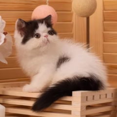 Ivy Exotic Shorthair Female - Image 4