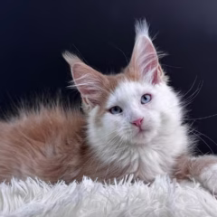 Phoenix Maine Coon male - Image 6