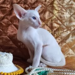 Leo Siamese male - Image 5