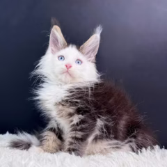 Magnus Maine Coon male - Image 5