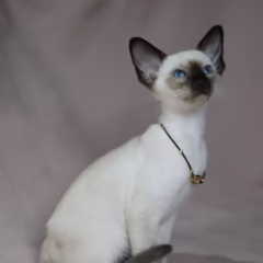 Selene Siamese female - Image 4