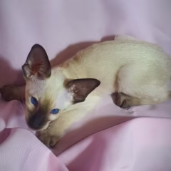 Asher Siamese male - Image 2