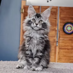 Selene Maine Coon female - Image 3