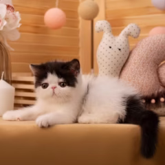 Ivy Exotic Shorthair Female - Image 2
