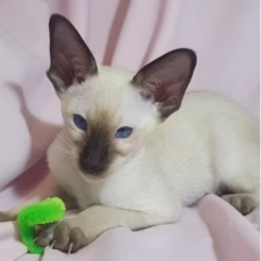 Asher Siamese male - Image 3