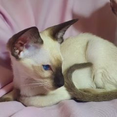 Asher Siamese male - Image 4