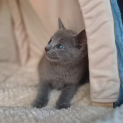 Irina Russian Blue female - Image 5