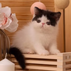 Ivy Exotic Shorthair Female - Image 6