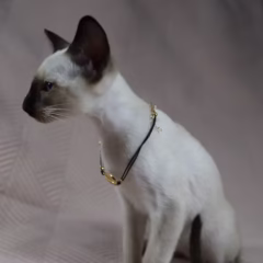 Selene Siamese female - Image 5