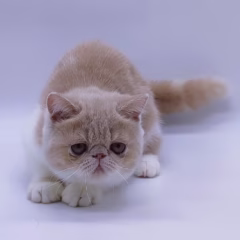 Daisy Exotic Shorthair female - Image 2