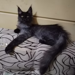 Draco Maine Coon male - Image 3
