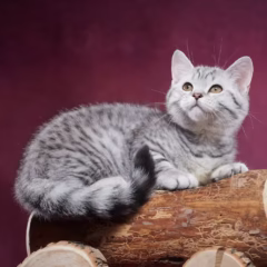 Jasper Scottish Straight male - Image 3