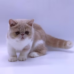 Daisy Exotic Shorthair female - Image 4