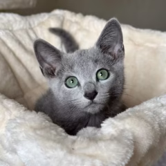 Nikolai Russian Blue male - Image 2