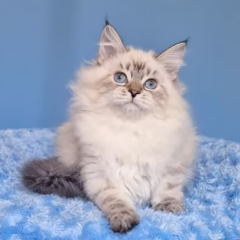 Anika Siberian female - Image 4