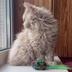 Violet Selkirk Rex female - Image 2