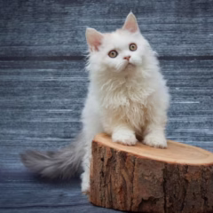 Selina Selkirk Rex female - Image 5
